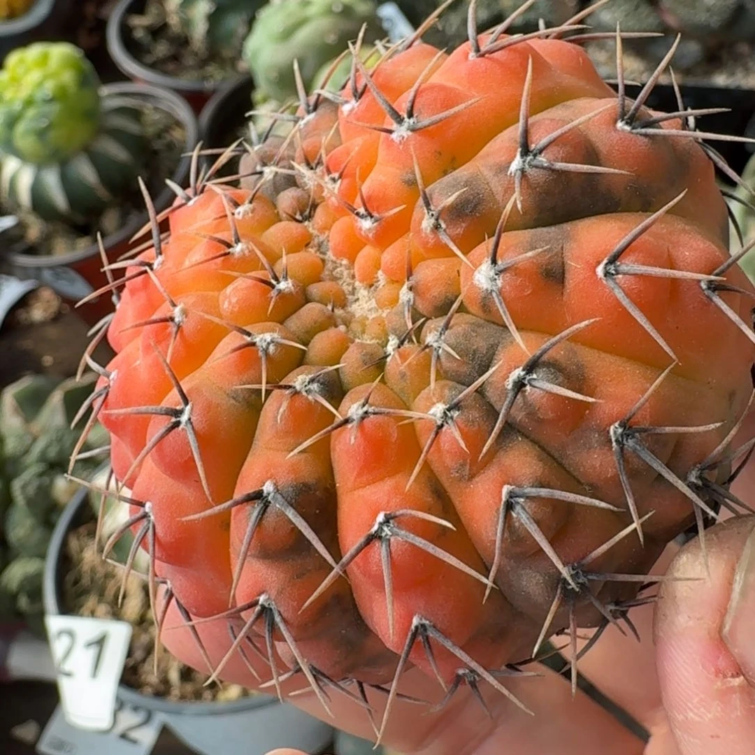 【闪购商品】宝**士自根黑刺凤头