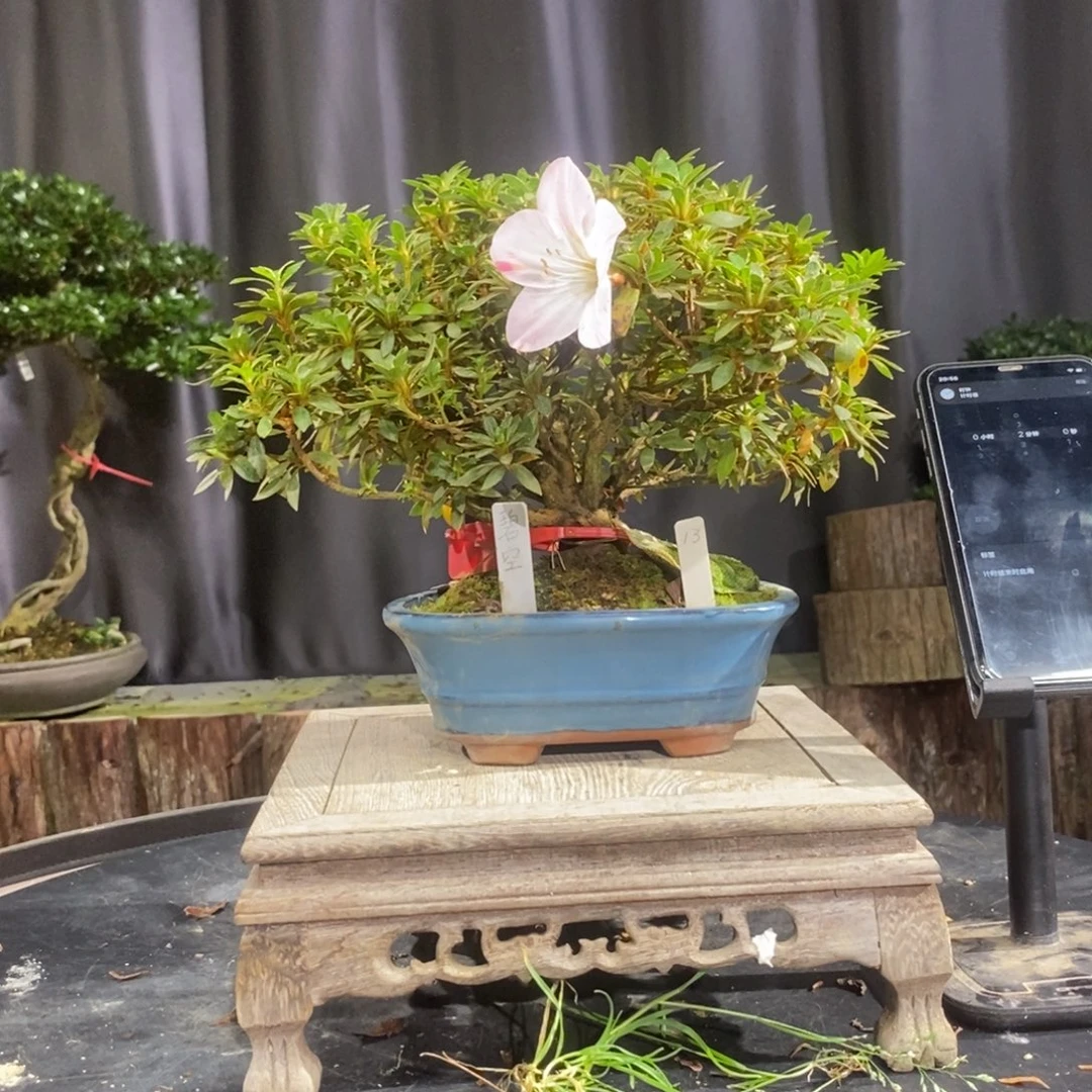 无花朵皋月杜鹃一物一花