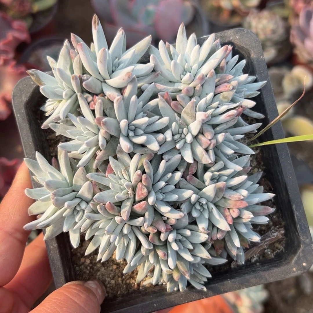 多肉植物白菊老庄