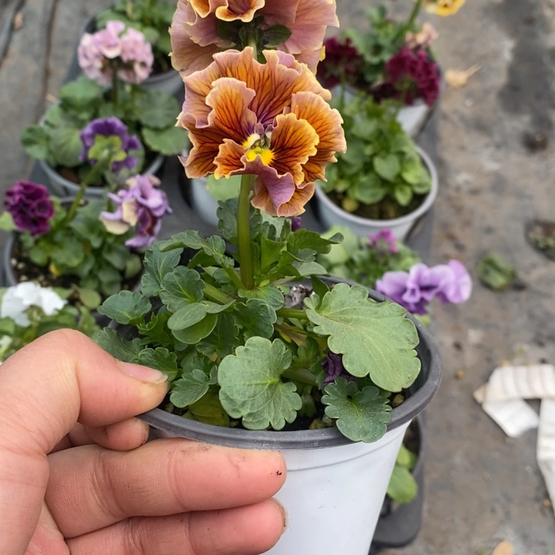 完全开放0089号不售后