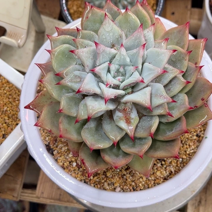 祖母绿 单头 夏鸣园艺