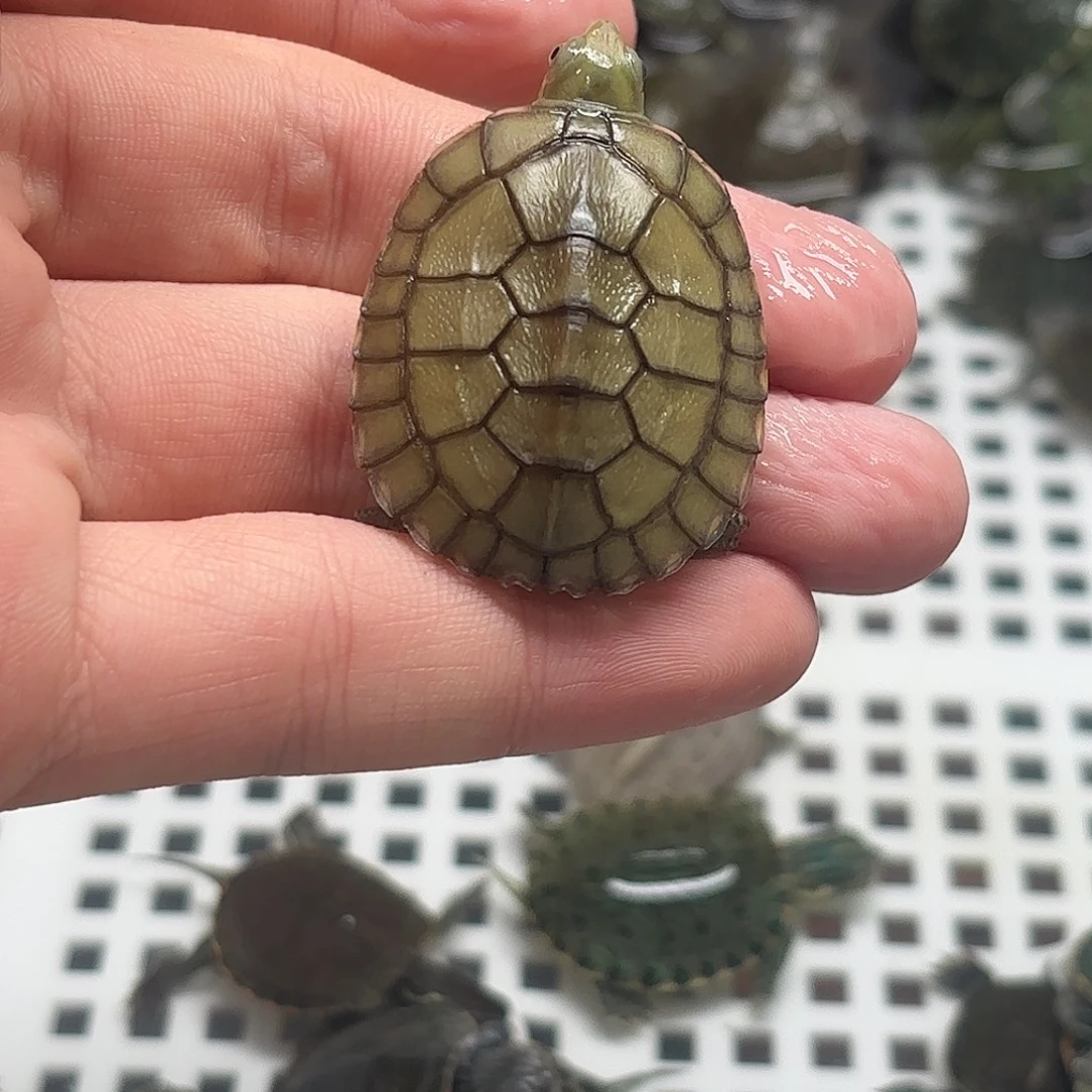 绿毛龟母147258369