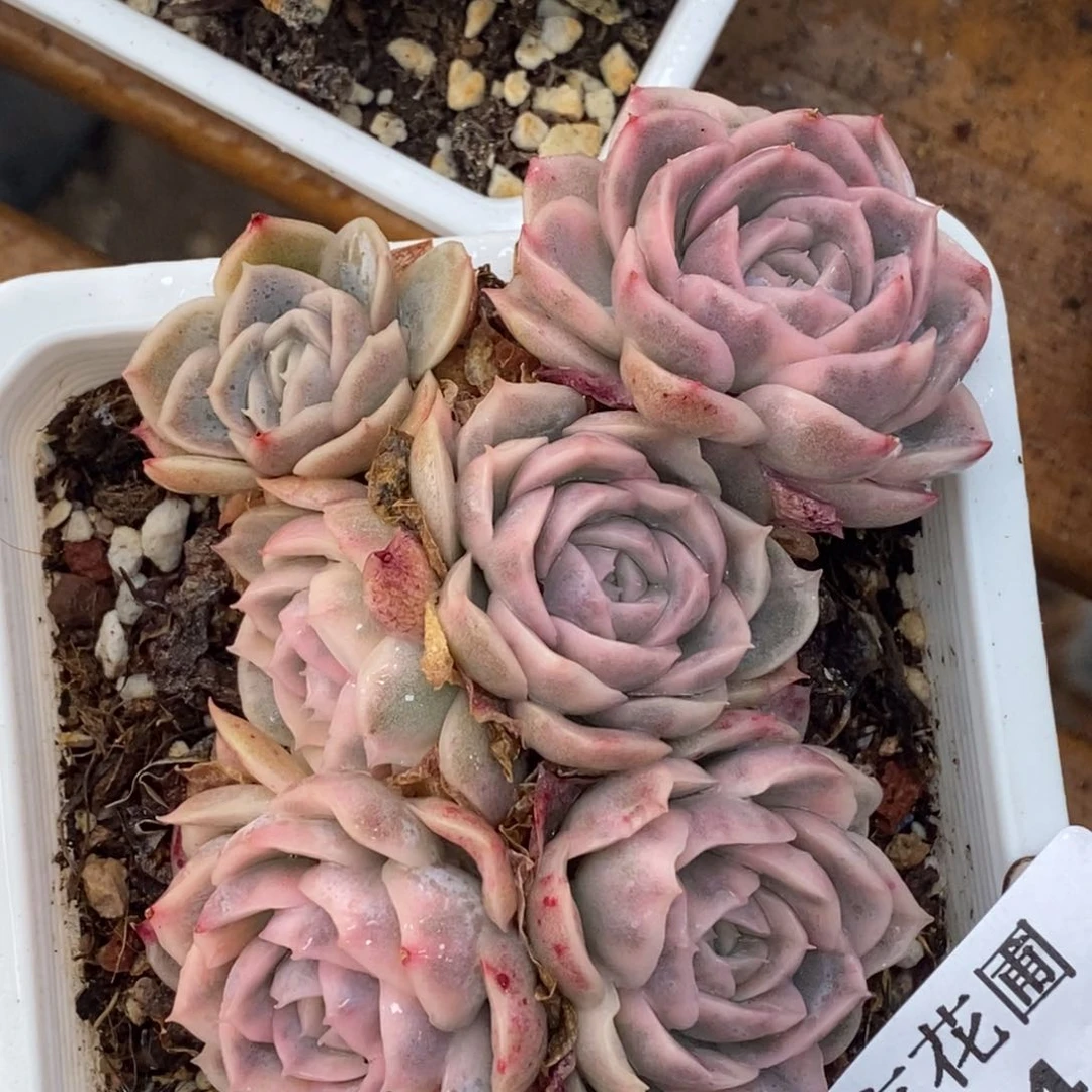 994墨西哥雪球锦群生