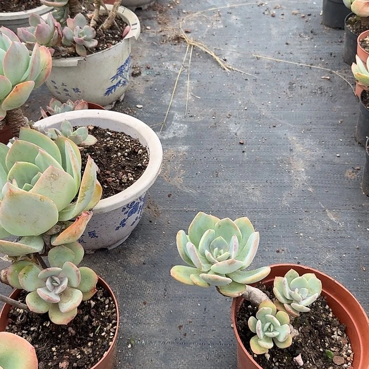 冷*051白凤脱发货不退不换