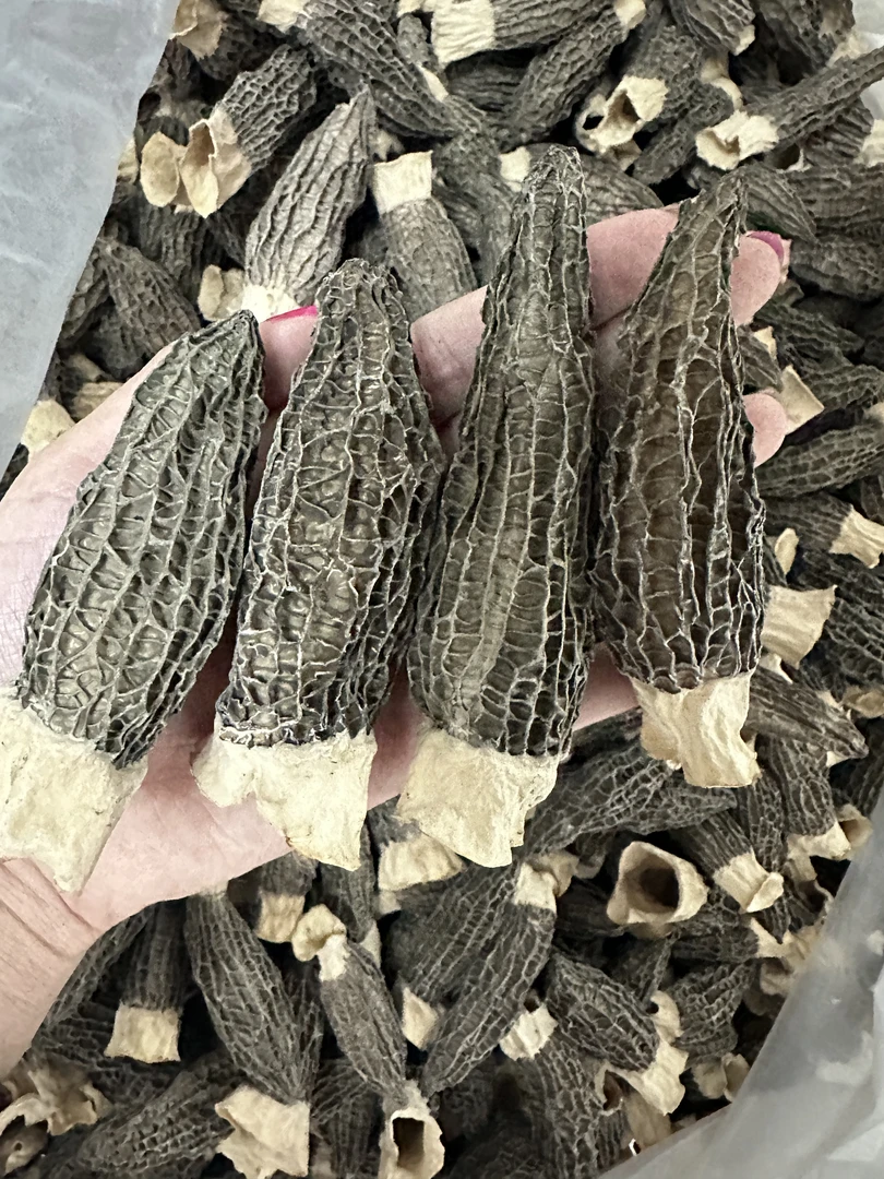 （6厘米以上）2025正宗头茬精品六妹羊肚菌干货产地羊肚菌产地直销