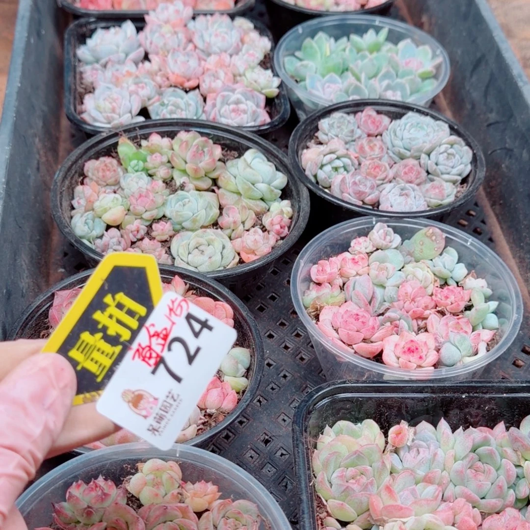 多肉植物多肉植物