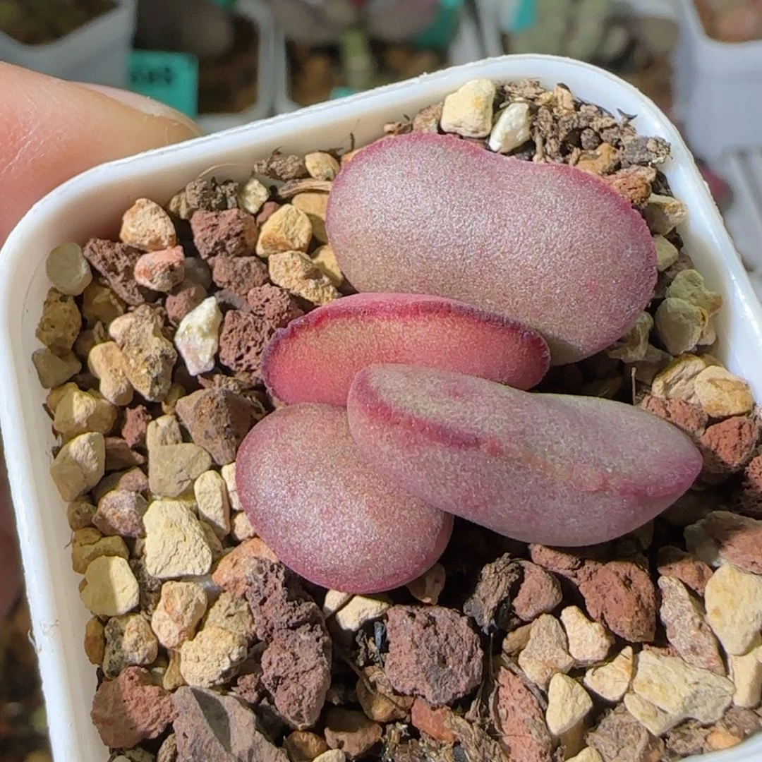 腰子型红蛋，四方盆发