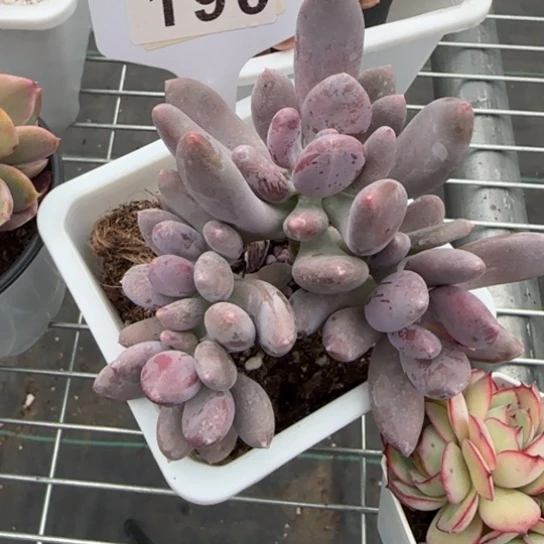 190奶酪一物一拍多肉