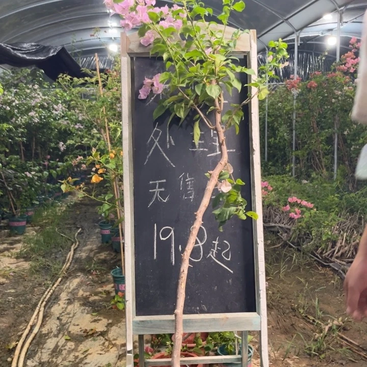 无花朵三角梅三角梅60