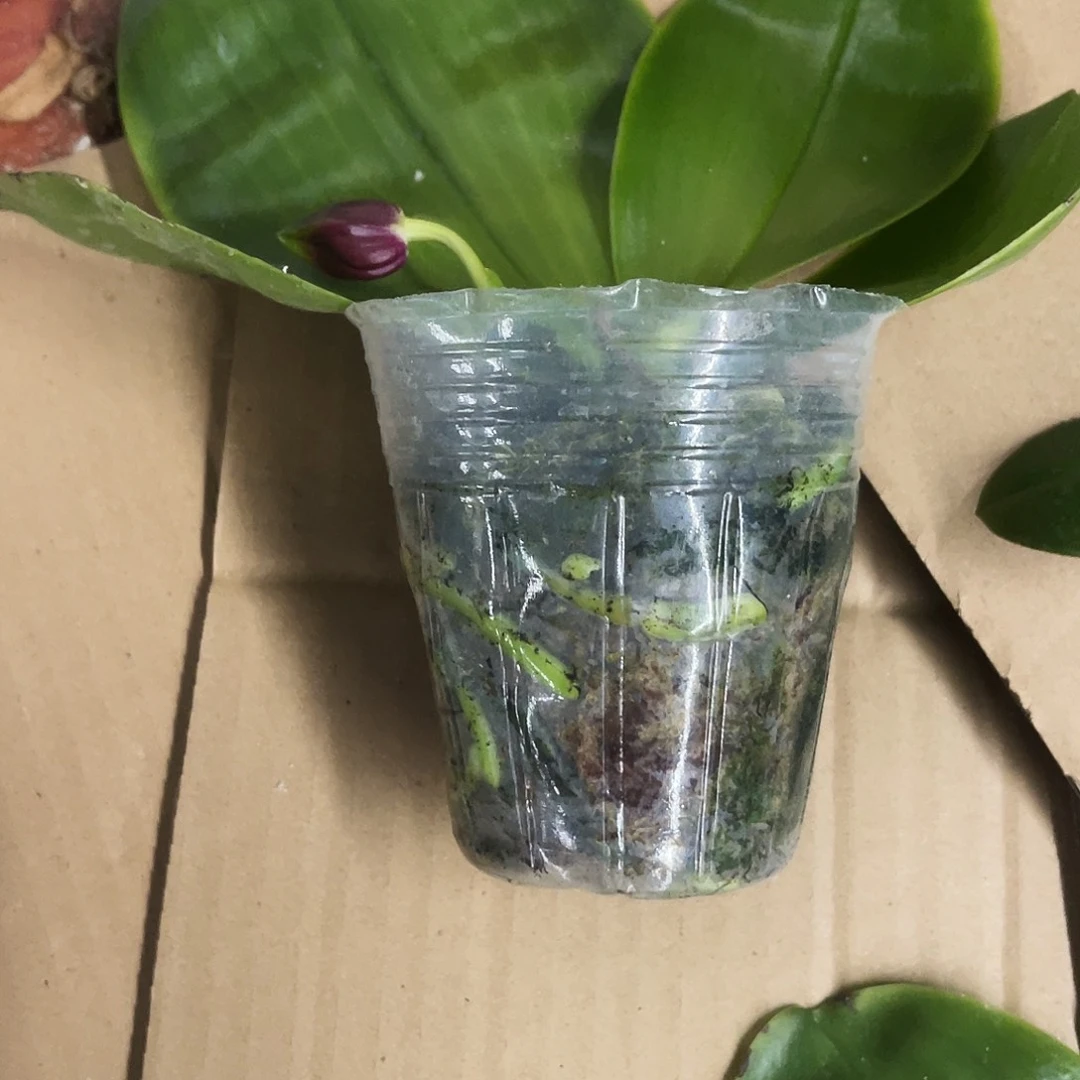 当前无花栽培后可以开花Y**a弥陀盲盒瑕疵