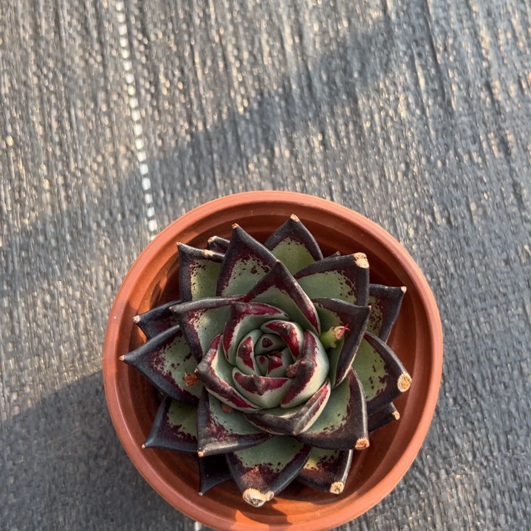 闪购2多肉单头乌木黑檀汁