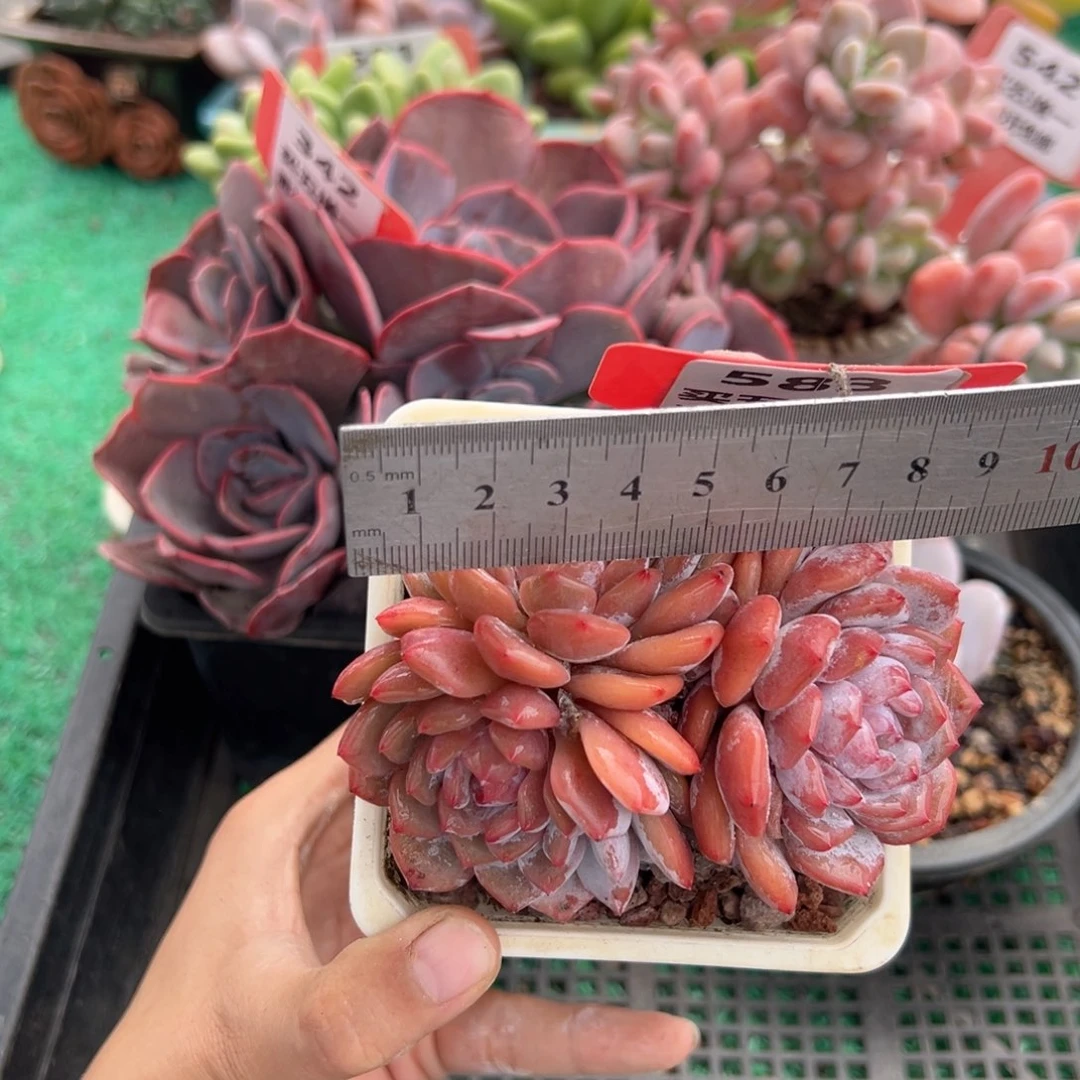 表妹精品多肉植物583: