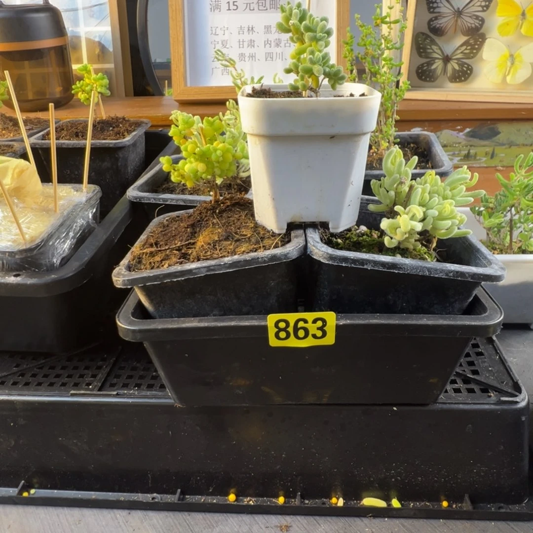 枝干番杏多肉植物863