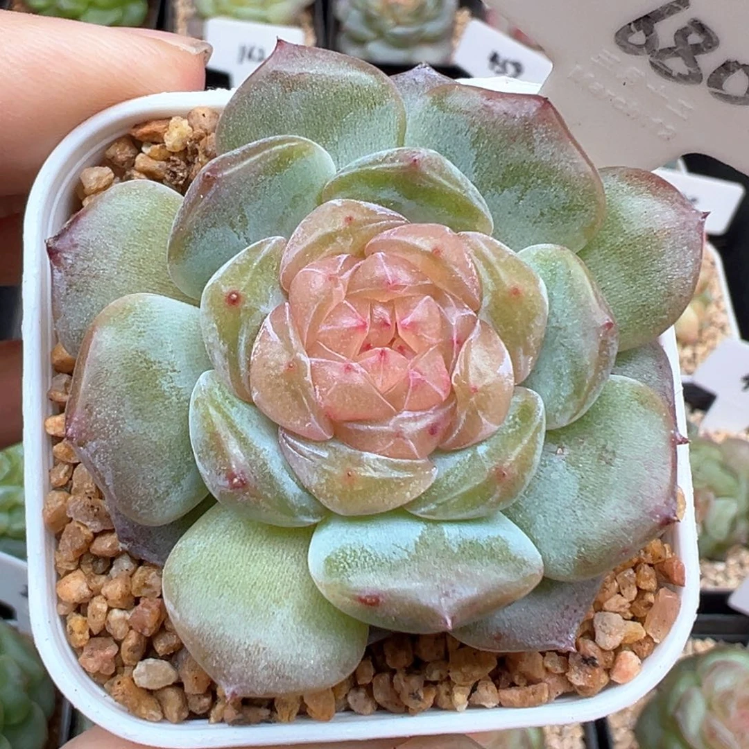 680号纯牛奶 晗雨多肉