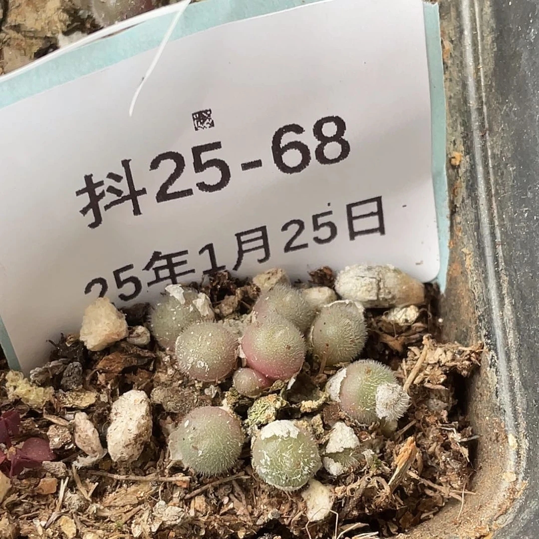 25-68毛球多肉植物