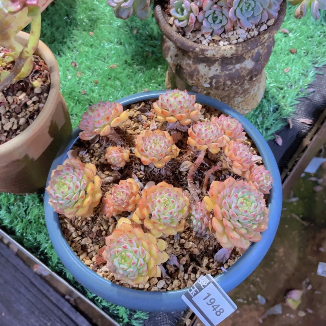 熊猫脸多肉植物1948