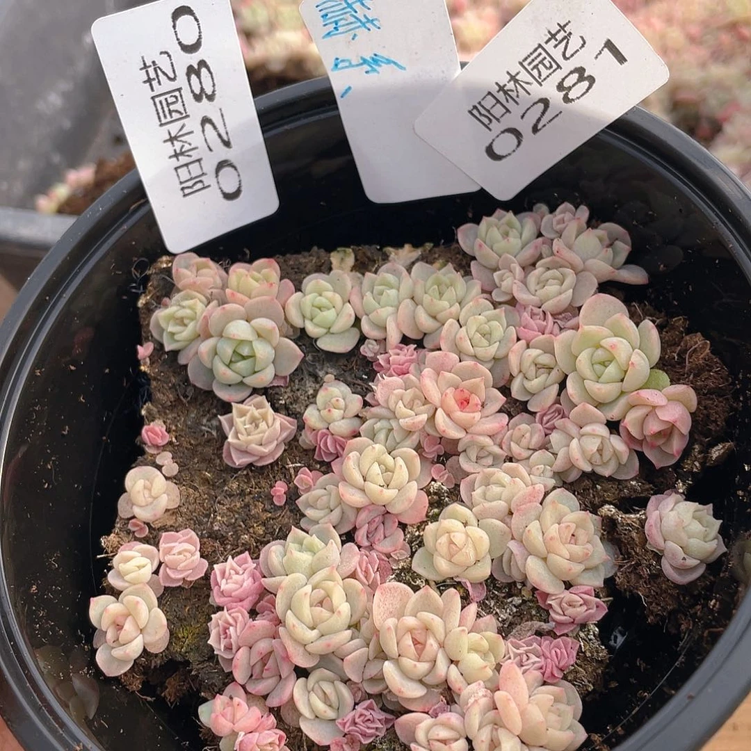 量拍多肉植物多肉植物281