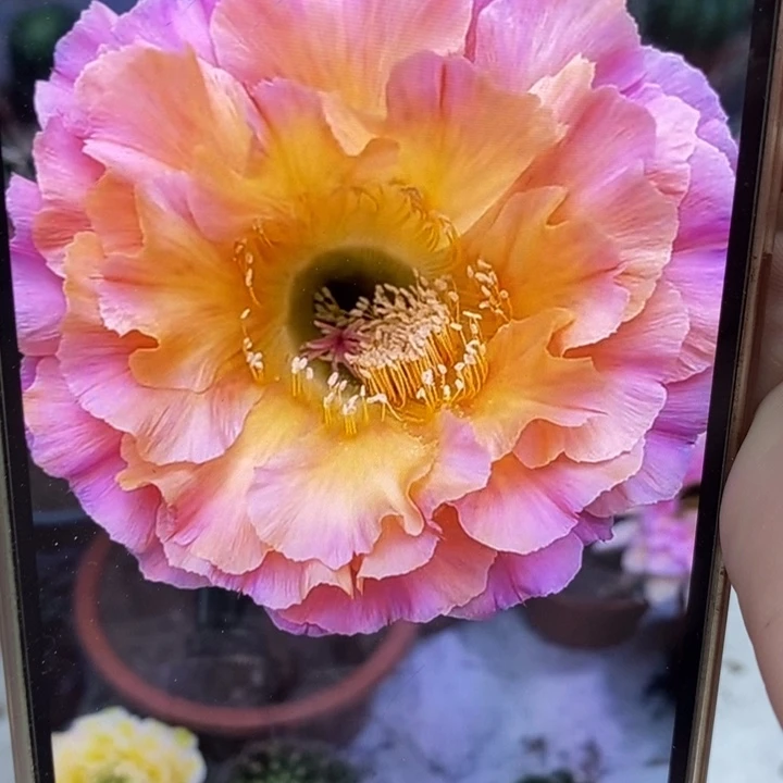 彩草1-200号带根5公分左右