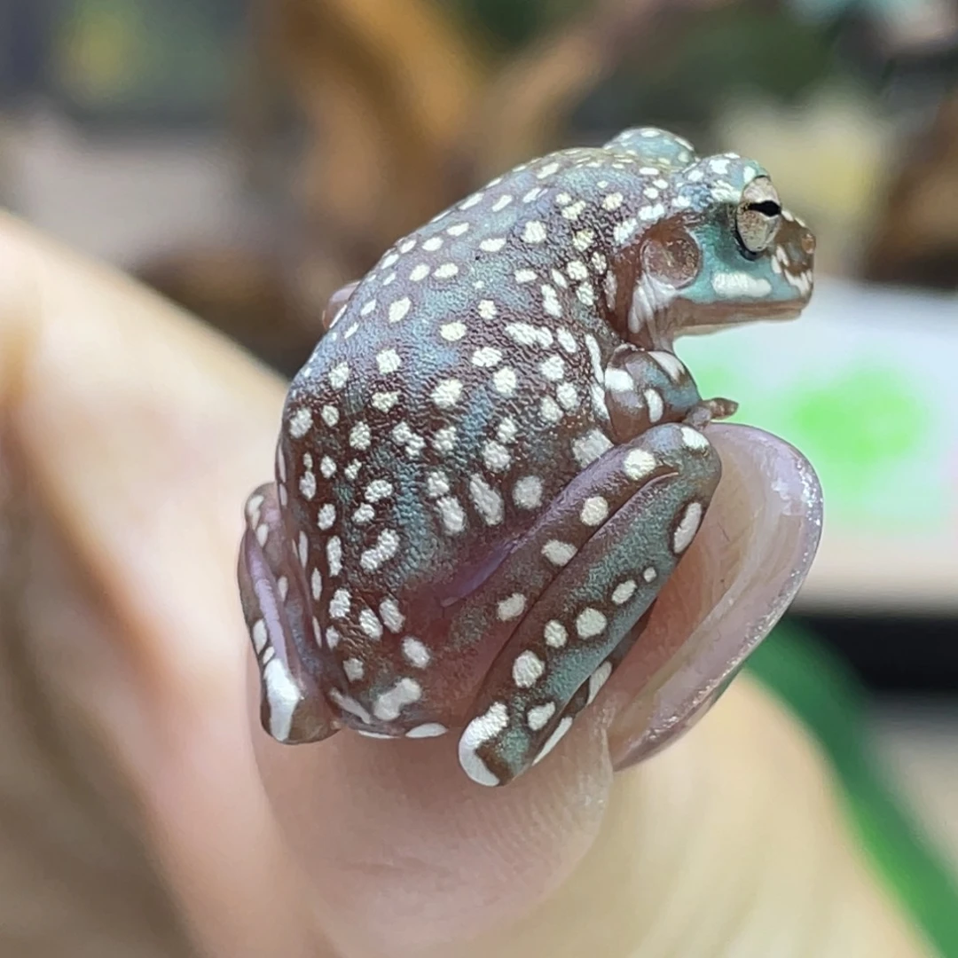 M***g老爷树蛙澳蓝芙蓉暴雪