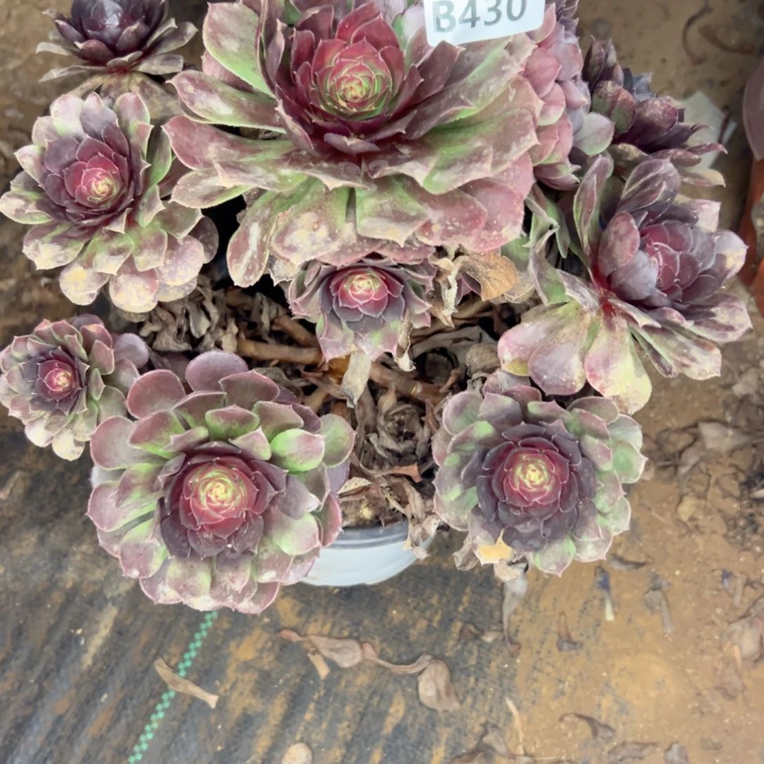 430 多肉断枝不包