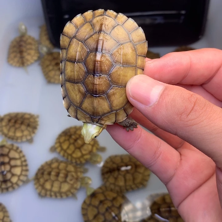 母宠物龟焜*小青龟