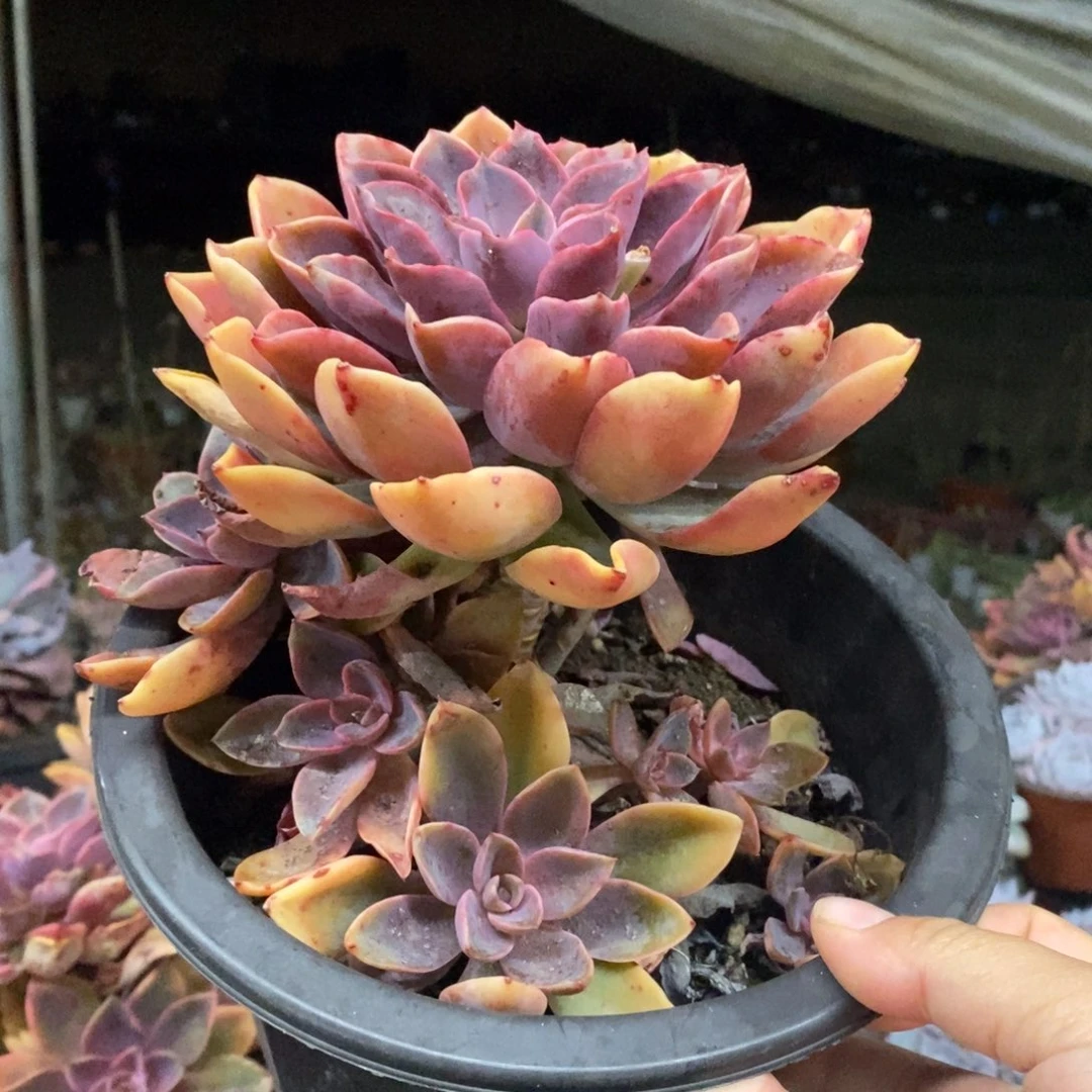 紫气东来大单头带仔，230杯