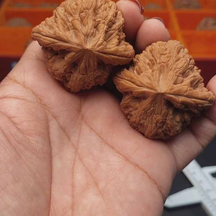 核桃虎头王44尺核桃