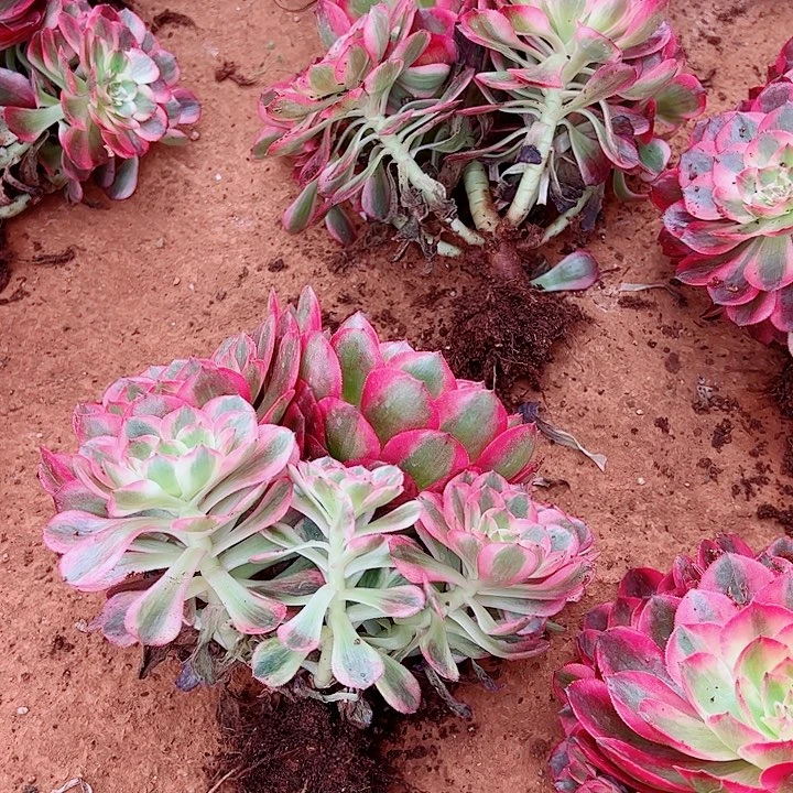 云和多肉植物大战僵尸