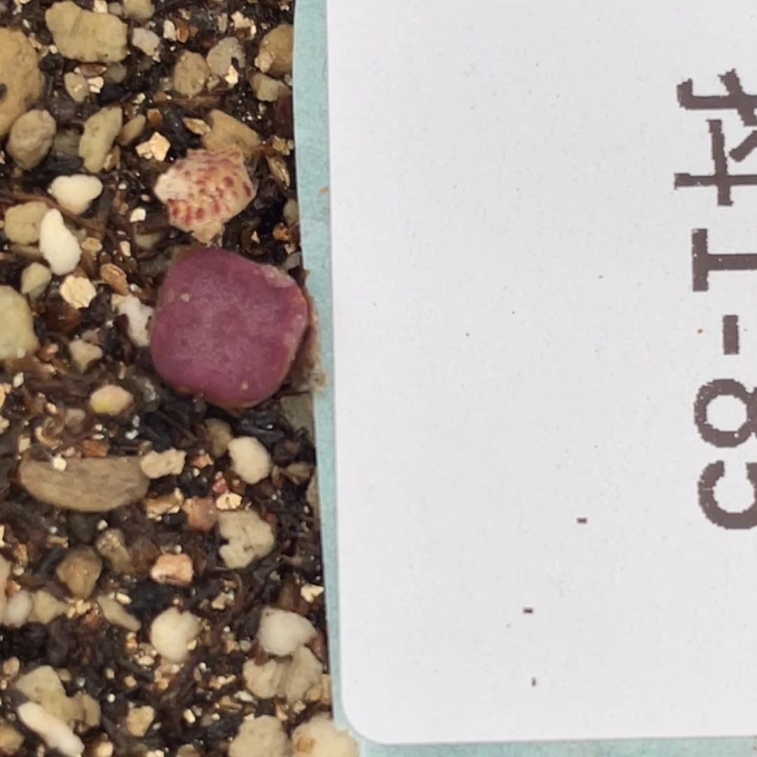 1-85方碗多肉植物