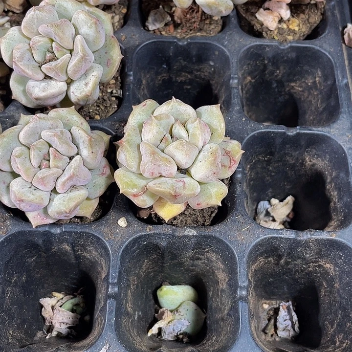 小超奶2.8带一发货