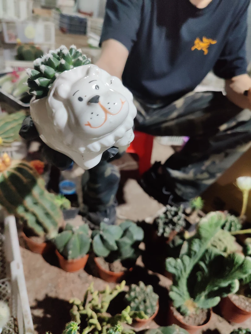 仙人球雪糕会开花