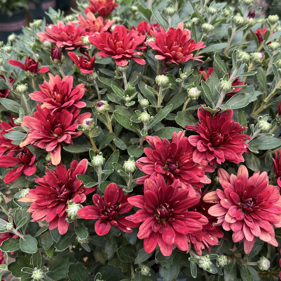 ［嘉年华］千头球菊花期长易爆盆可阳台养护庭院地栽