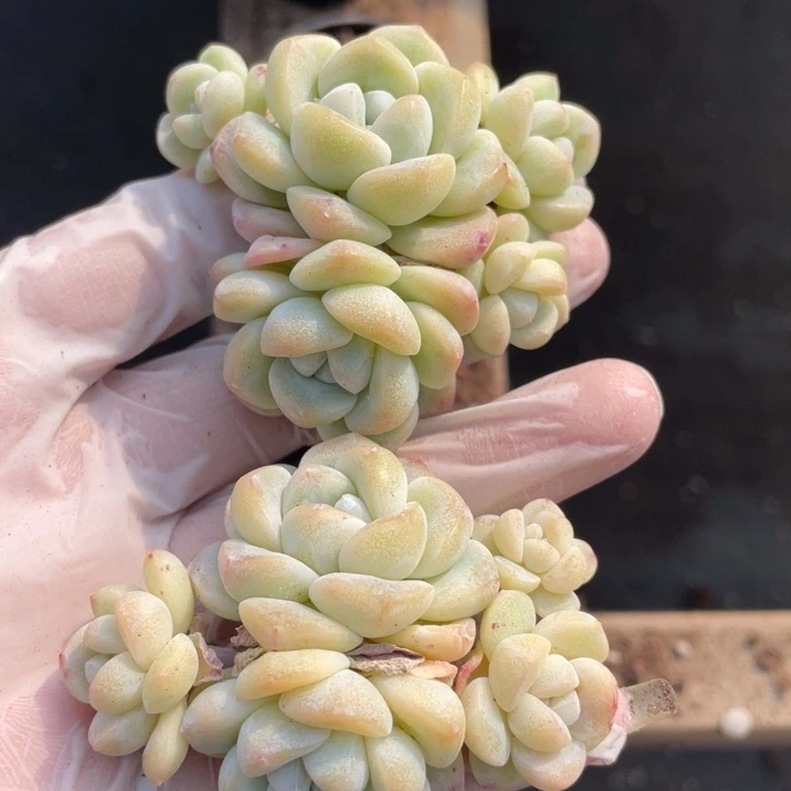多****多肉多多专拍冰玉5头2颗