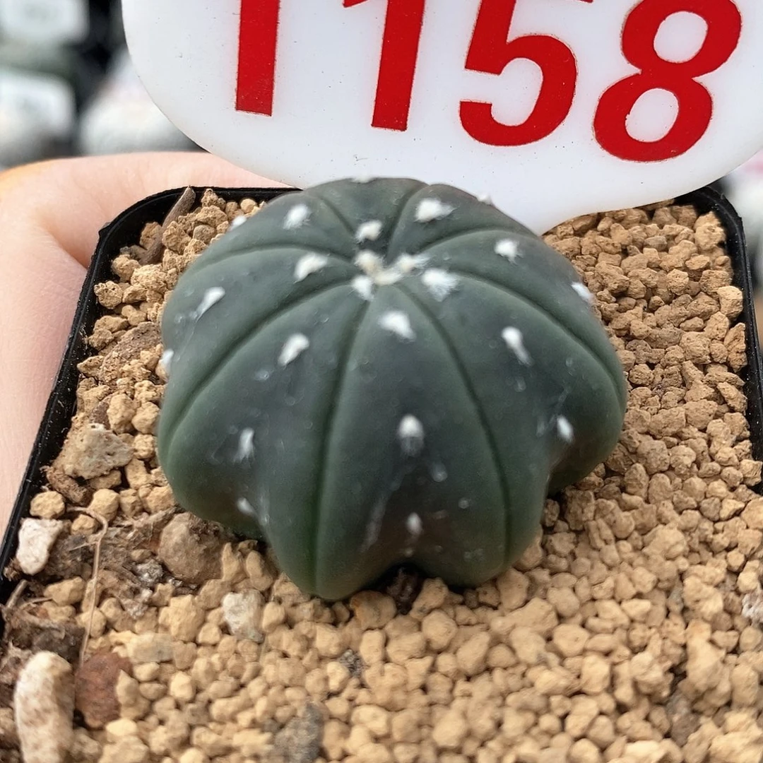 1158琉璃海星福利来