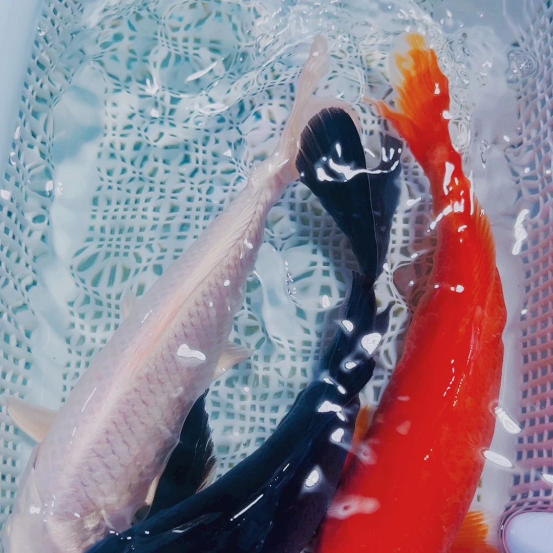 海水鱼锦鲤观赏鱼