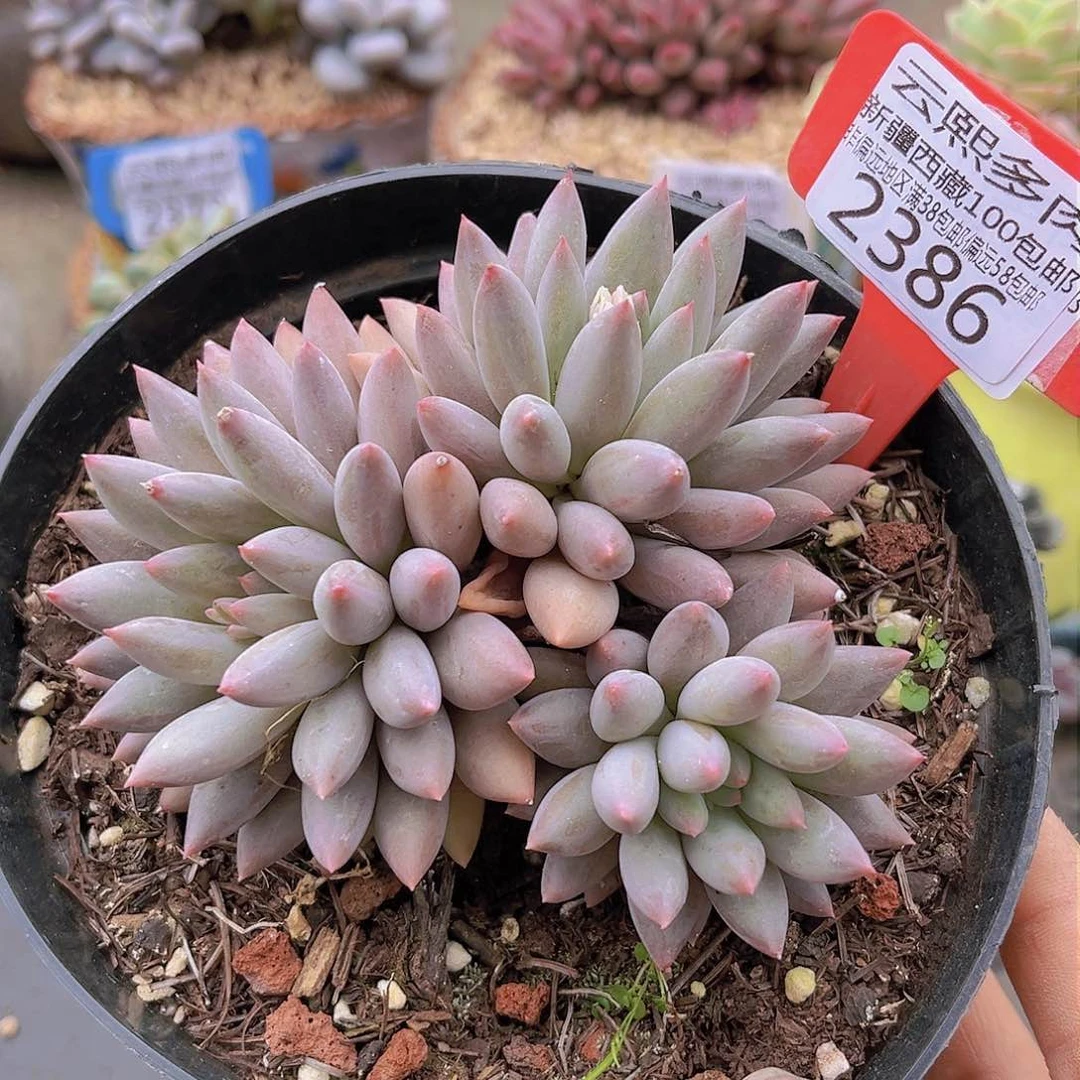 2386黄体红蜻蜓。