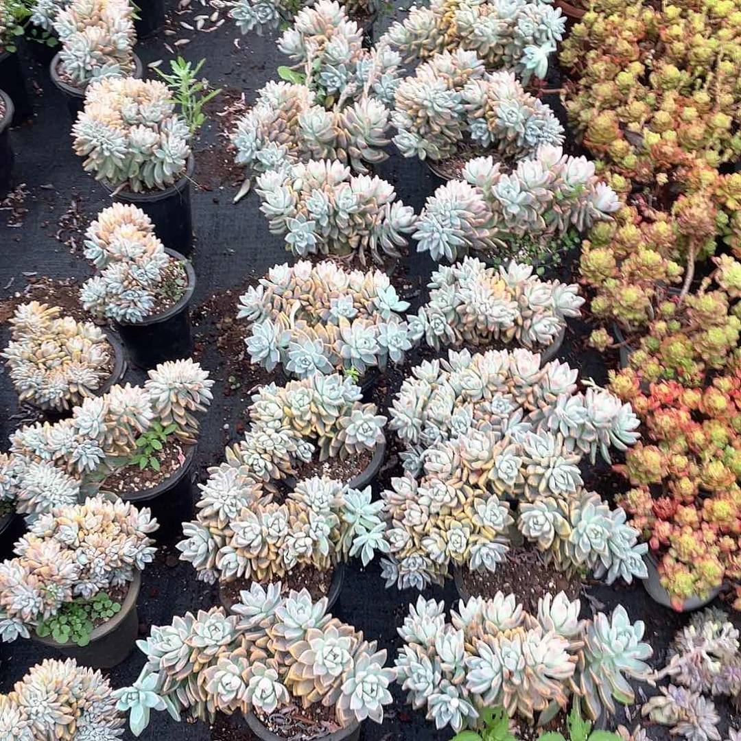 淡雪朵朵缀化9.9米 量拍多肉