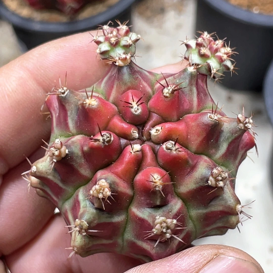 当前无花朵，栽培后可花朵粉红派