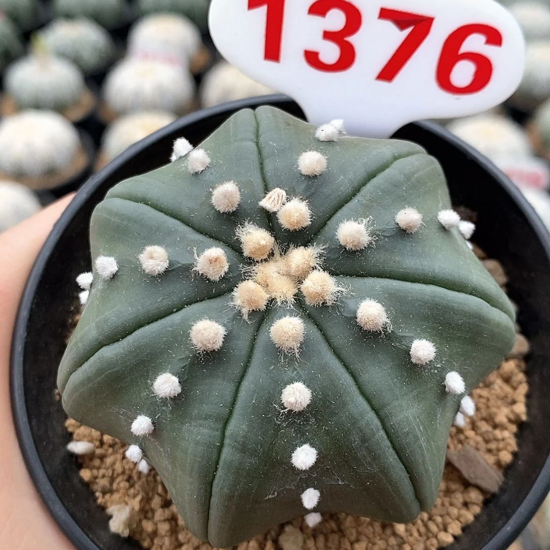 1376七愣琉璃指纹海星