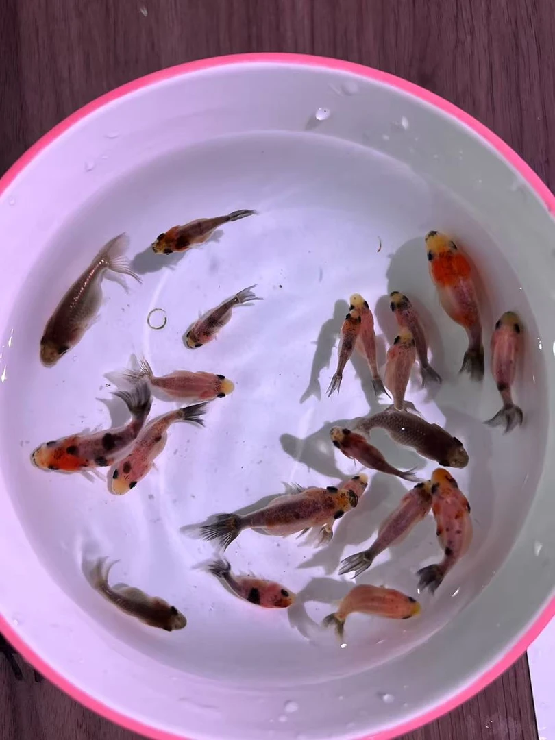 二选大体兰寿鱼苗奶牛齐鳃袍子玉兔红虎红牛麒麟练手鱼