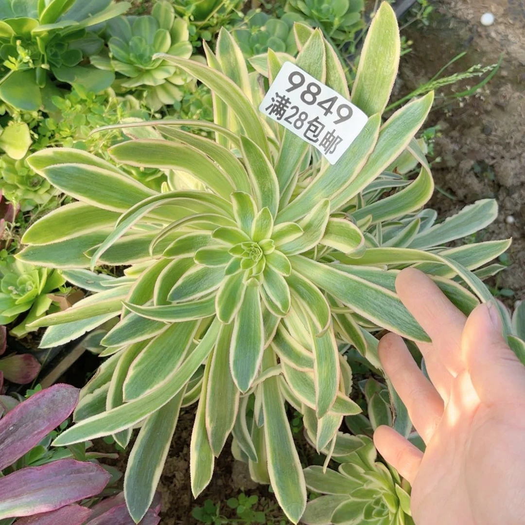 B. 9849夕颜多头肉