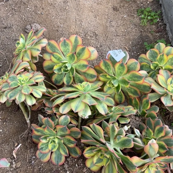 ?**口黄龙15颗多肉植物089