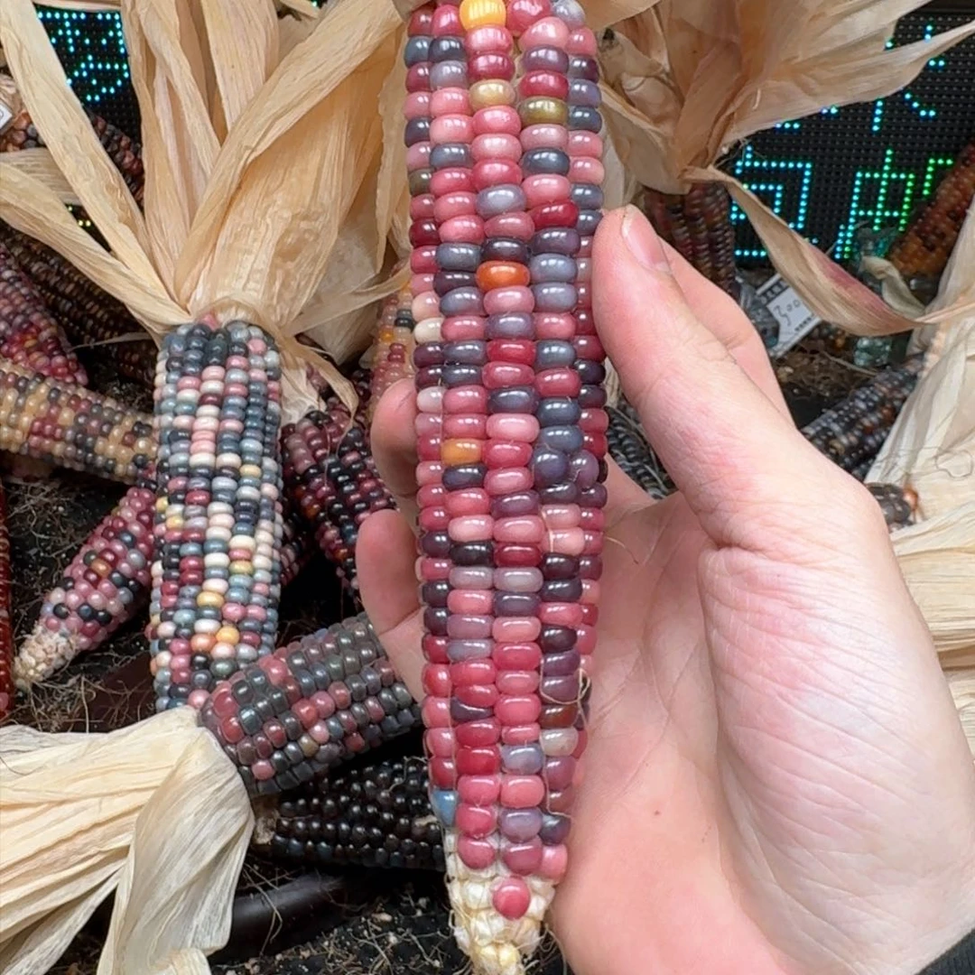 柏香籽/百香籽吊坠M****n