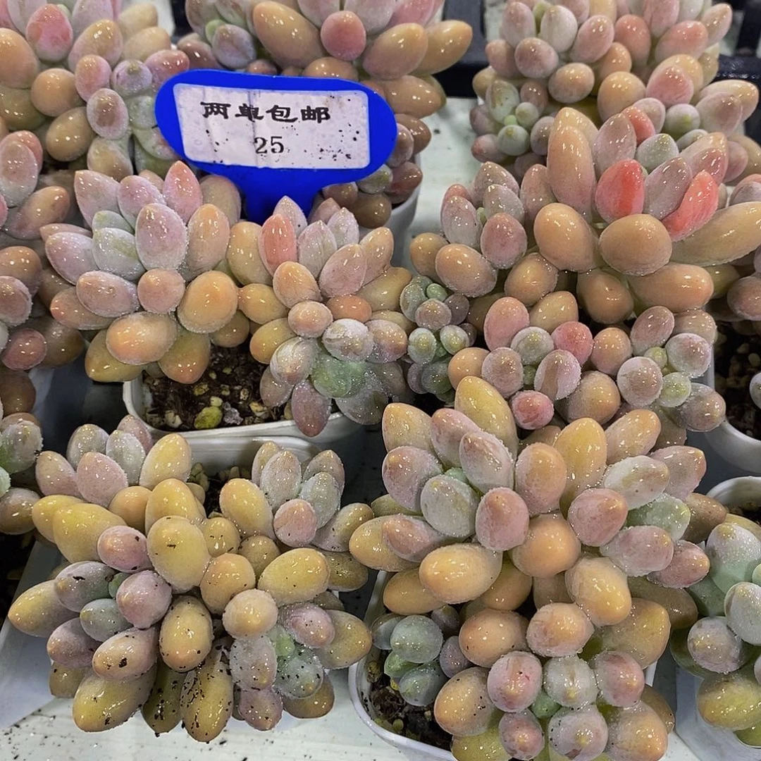 25-精品小可爱汤圆群一颗