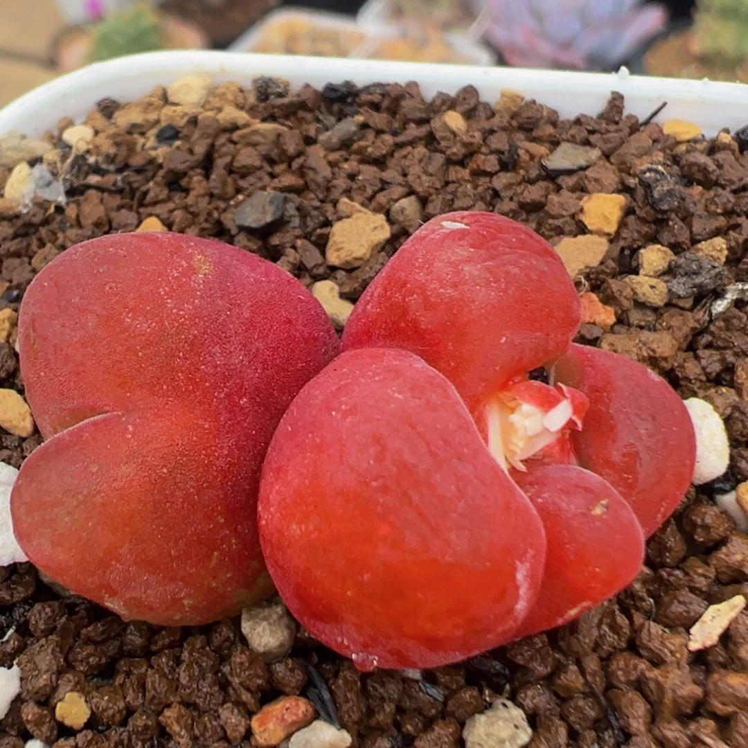 50多肉植物百科植物