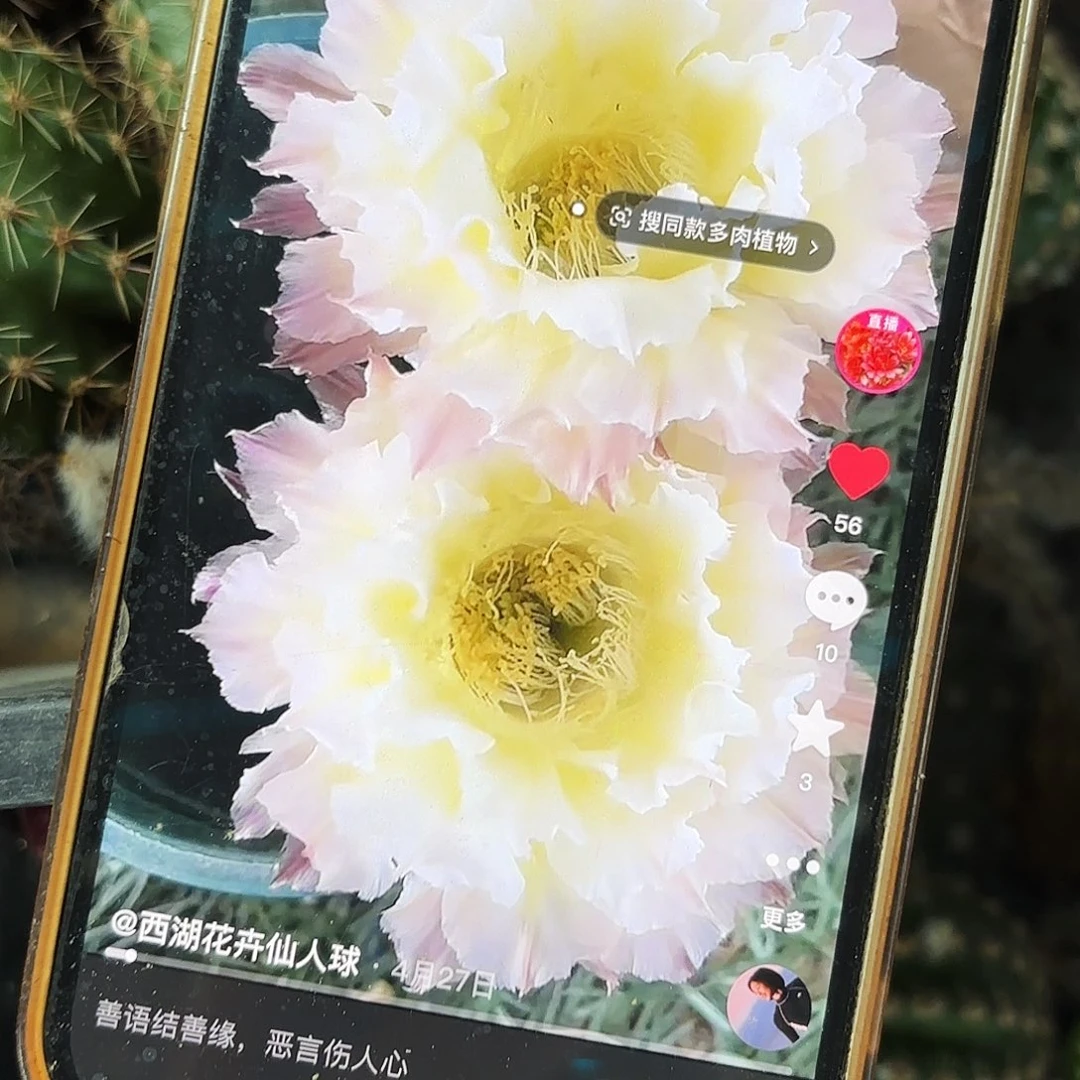 白可可侧牙20包邮仙人球18