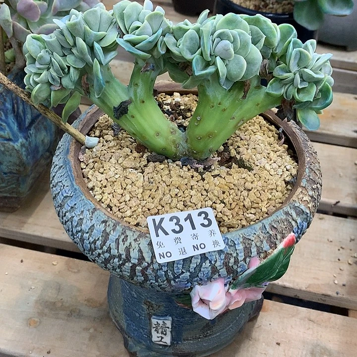 可爱玫瑰缀化  璐璐多肉