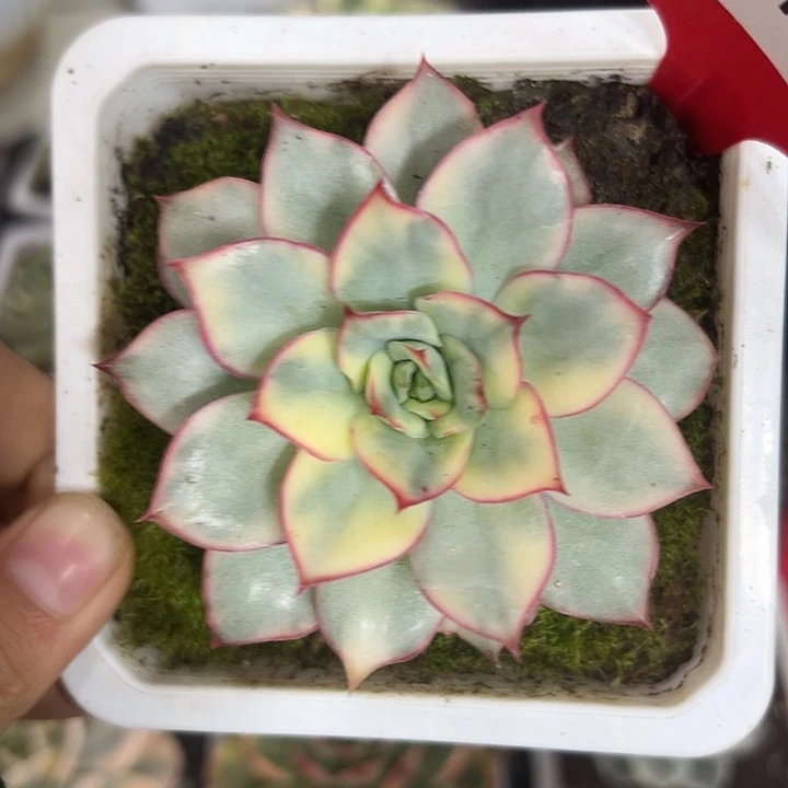 157号月光女神锦多肉植物