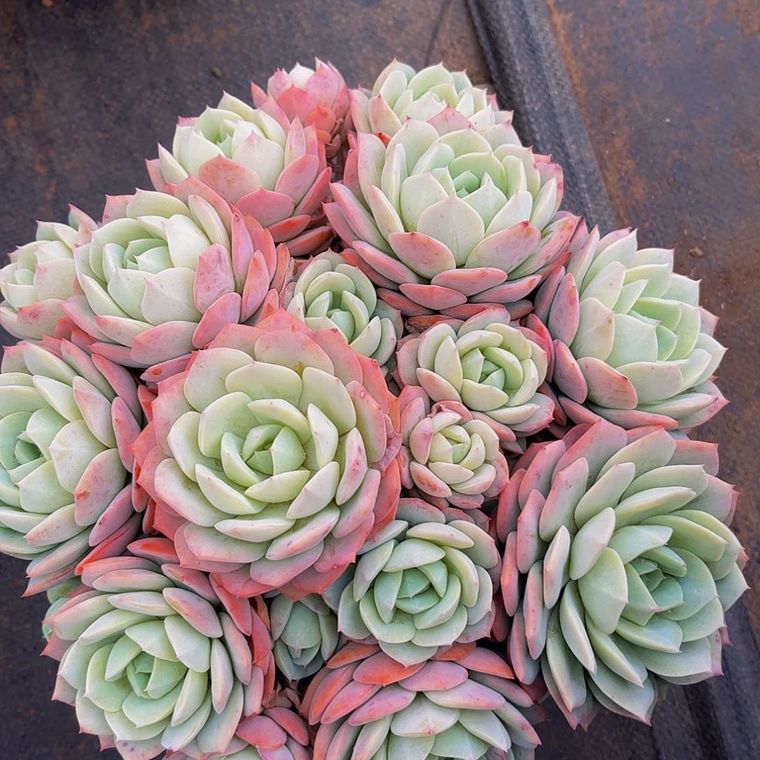 好姑娘多肉，恋曲