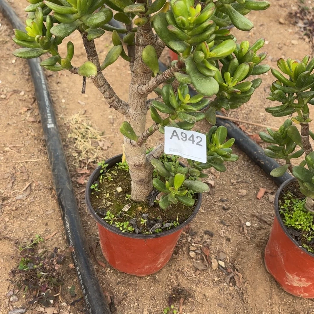 静***好吸米树断枝不包942